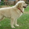 Jackson