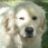 Jackson