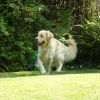 Lassie1