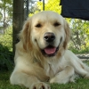 Lassie2