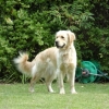 Lassie3