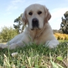 Nellie