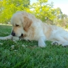 Nellie