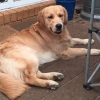 Shilo lounging