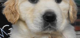 Nudge as a pup