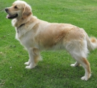 Kefa