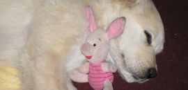 Kefa and piggy