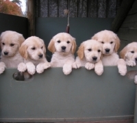 Breed Description