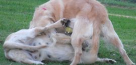 Playful rumble..not letting go of my ball!