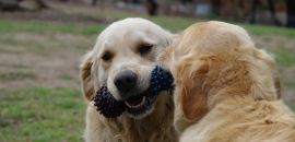 Lets Play!