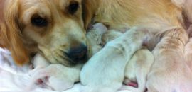 Goldens are wonderful mums...even after a ceasar!