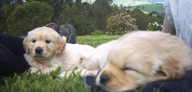 puppy selection on the grass