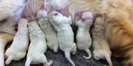 Newborn
