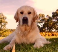 Nellie
